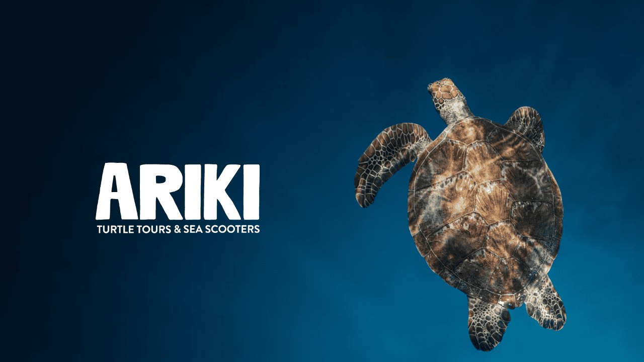 Swim with the turtles
